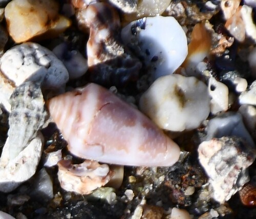 Conus ventricosus observed 2026-10-18
