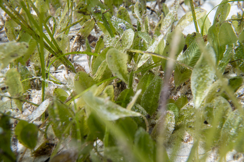 Halophila ovalis observed 2026-10-19