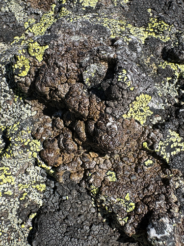 Protoparmelia badia observed 2026-10-24