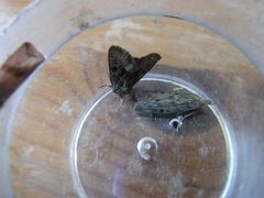 Oligia latruncula