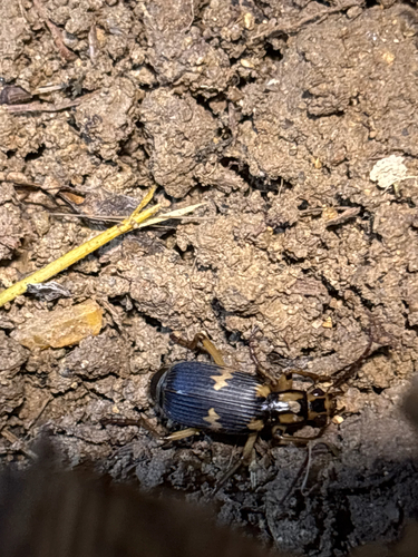 Pheropsophus observed 2026-10-24