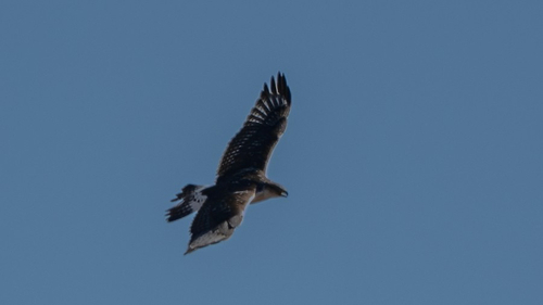 Ferruginous Hawk
