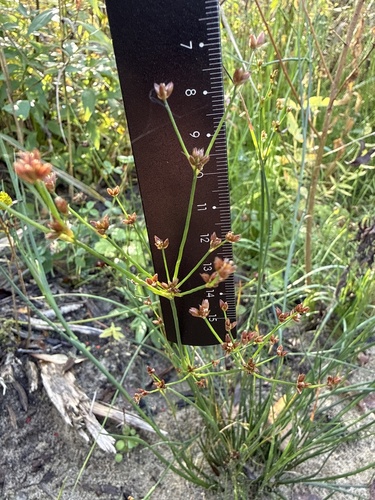Juncus articulatus observed 2026-10-24