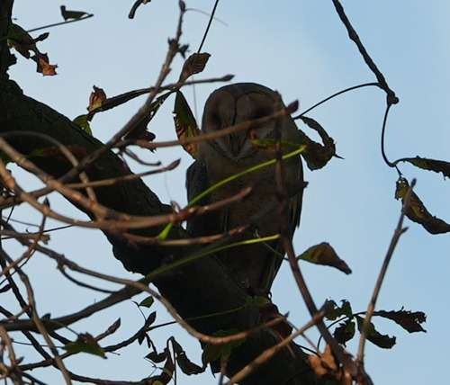 Western Barn Owl