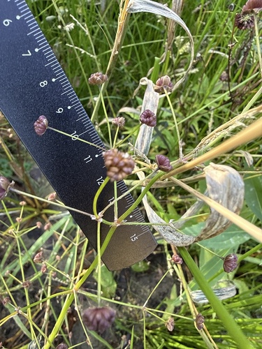 Alisma plantago-aquatica observed 2026-10-24