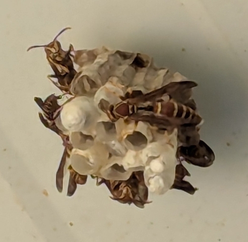 Polistes exclamans observed 2026-10-24