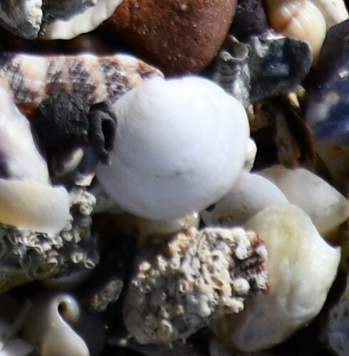 Loripes lucinalis observed 2026-10-18