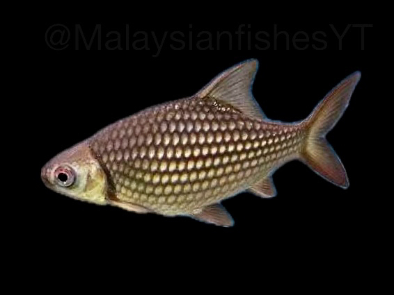 Barbonymus strigatus
