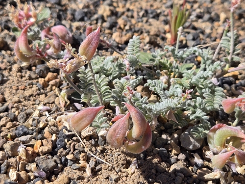 Astragalus traskiae observed 2026-07-09