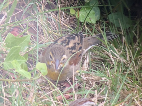 Dickcissel