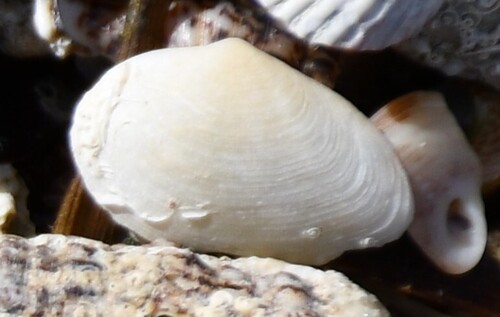 Gastrana fragilis observed 2026-10-18