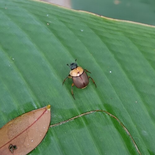 Canthon triangularis