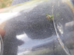 Closterotomus