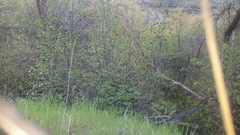 Alnus incana tenuifolia