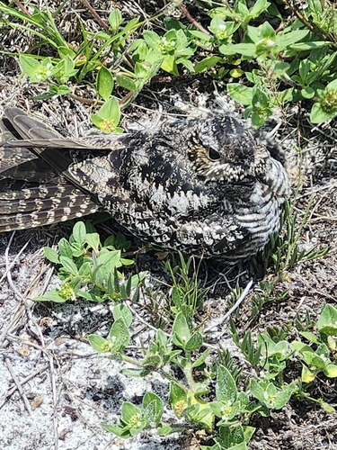 Common Nighthawk