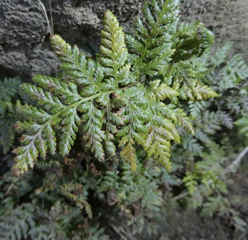Hypolepis observed 2026-10-24