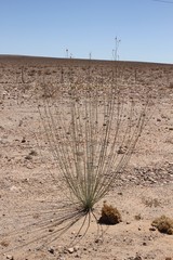 Gomphocarpus filiformis image