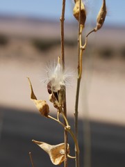 Gomphocarpus filiformis image