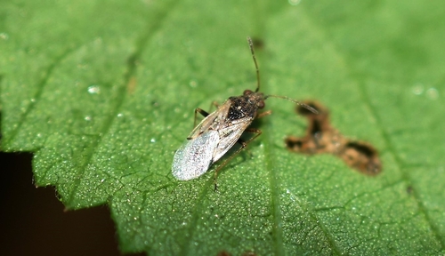 Nysius observed 2026-10-22