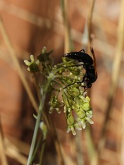 Gomphocarpus filiformis image