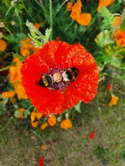Bombus