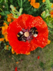 Bombus