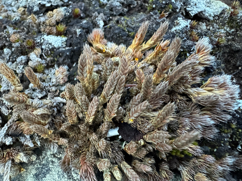 Selaginella densa observed 2026-10-23