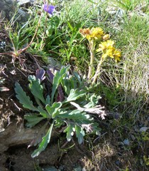 Jacobaea carniolica