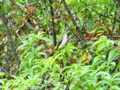 Pericrocotus cantonensis