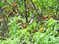 Pericrocotus cantonensis