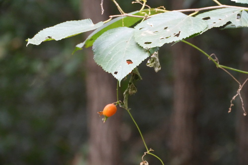 Trichosanthes observed 2026-10-23