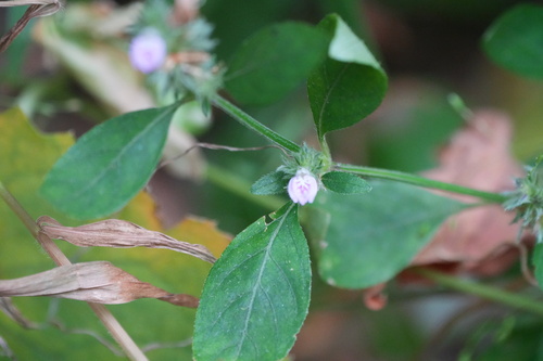 Rostellularia procumbens observed 2026-10-23