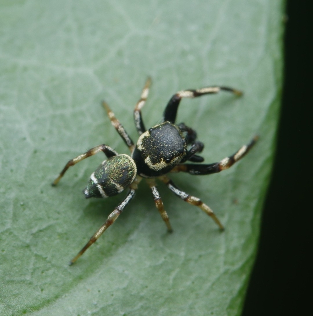 Pseudopartona