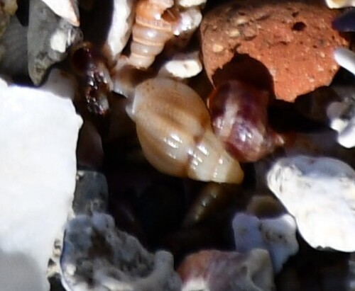 Tritia cuvierii observed 2026-10-18