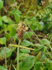 Plantago lanceolata