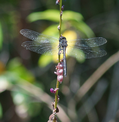 Zygonyx iris malayanus