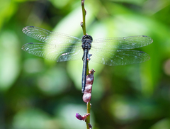 Zygonyx iris malayanus