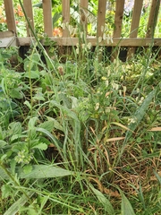 Plantago lanceolata
