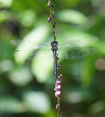 Zygonyx iris malayanus