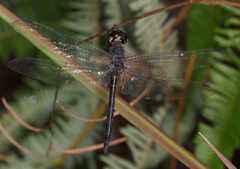 Zygonyx iris malayanus