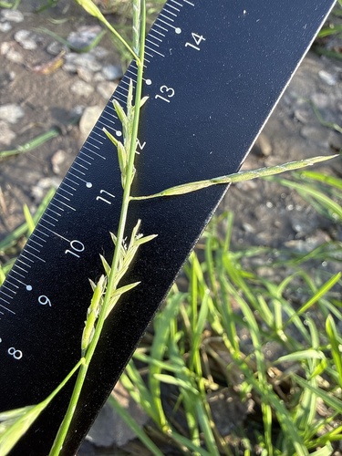 Glyceria fluitans, 2026-10-24