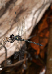 Zygonyx iris malayanus