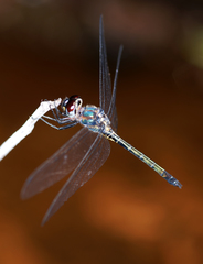 Zygonyx iris malayanus