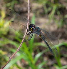 Zygonyx iris malayanus