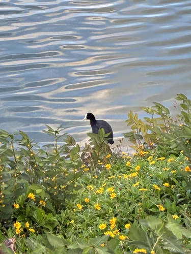 Fulica alai observed 2026-10-15