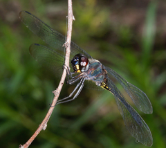 Zygonyx iris malayanus