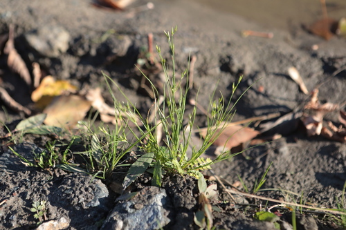 Juncus bufonius observed 2026-10-24