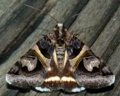 Drasteria grandirena