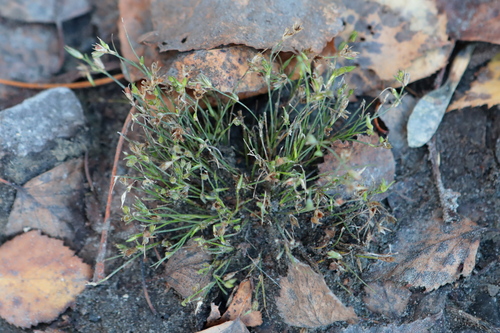 Juncus bufonius observed 2026-10-24