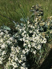 Crambe